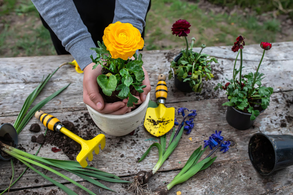 Cum să plantezi și să îngrijești bujorii pentru o grădină superbă